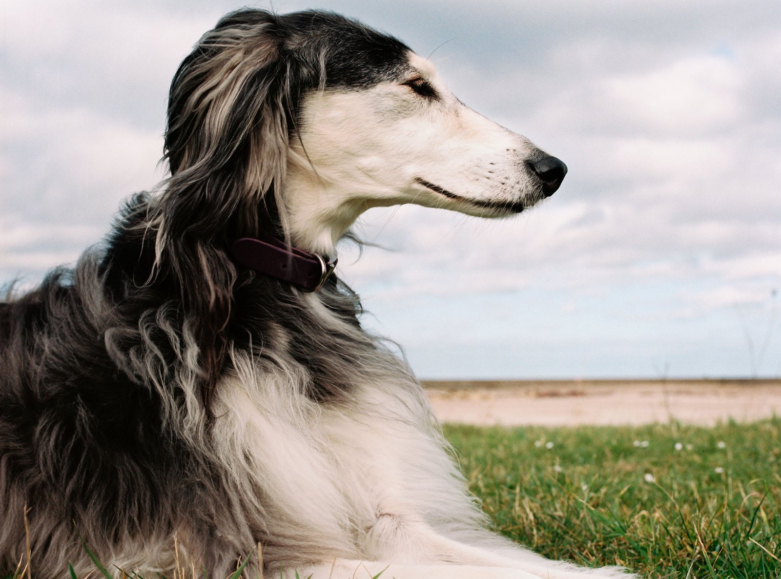 Anne-Charlotte Moulard